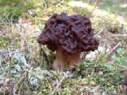 coniferfalsemorelgyromitraesculenta10.jpg