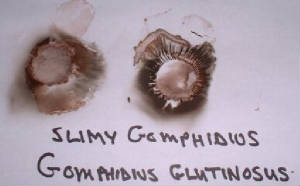 slimygomphidiusgomphidiusglutinosussporeprint.jpg