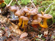 trumpetchanterellecantharellustubaeformis001.jpg