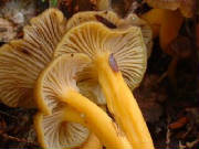 trumpetchanterellecantharellustubaeformis011.jpg