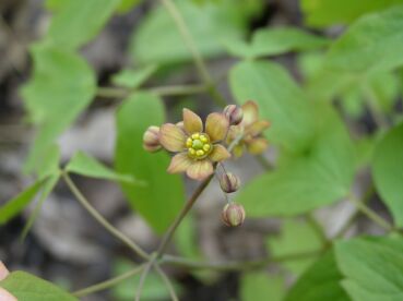 bluecohoshcaulophyllumthalictroides.jpg