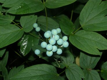bluecohoshfruit.jpg