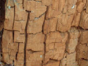 decorticatedwood004.jpg