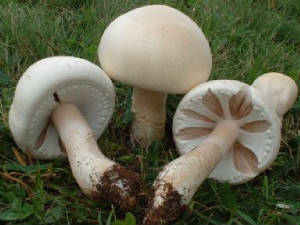 horsemushroomagaricusarvensis003.jpg