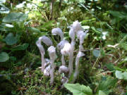 indianpipemonotropauniflora001.jpg