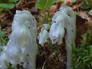 indianpipemonotropauniflora002.jpg