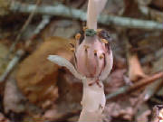 indianpipemonotropauniflora003.jpg