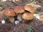 kingbolete23.jpg