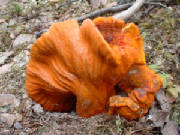 lobstermushroom7.jpg